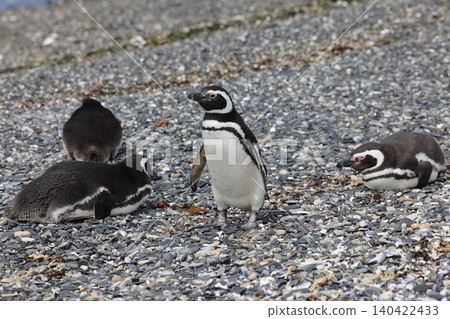 Magellanic penguins on Penguin Island, Argentina Magellanic penguins on Penguin Island, Argentina 140422433