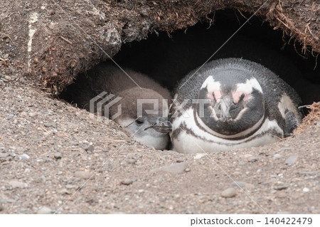 [Argentina] Magellanic penguin family on Penguin Island 140422479