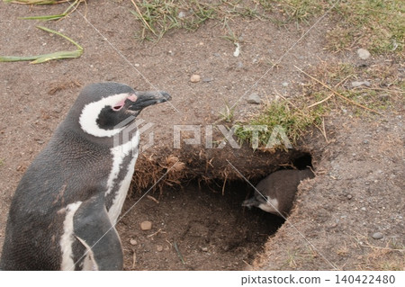 [Argentina] Magellanic penguin family on Penguin Island 140422480