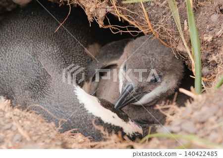 [Argentina] Magellanic penguin family on Penguin Island 140422485