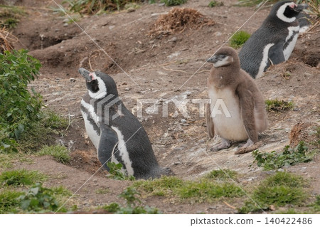 [Argentina] Magellanic penguin family on Penguin Island 140422486