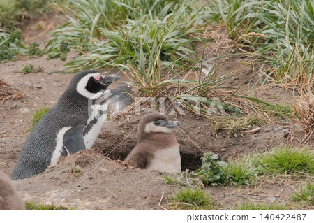 [Argentina] Magellanic penguin family on Penguin Island 140422487