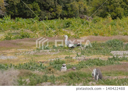 [Argentina] Magellanic penguin family on Penguin Island 140422488