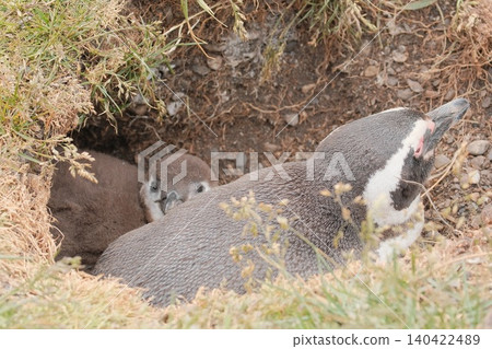 [Argentina] Magellanic penguin family on Penguin Island 140422489