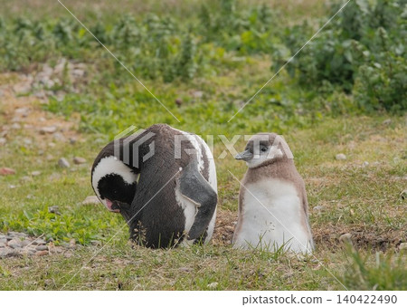 [Argentina] Magellanic penguin family on Penguin Island 140422490