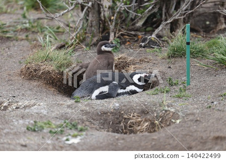 [Argentina] Magellanic penguin family on Penguin Island 140422499