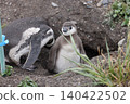 [Argentina] Magellanic penguin family on Penguin Island 140422502