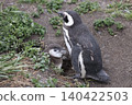 [Argentina] Magellanic penguin family on Penguin Island 140422503