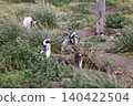 [Argentina] Magellanic penguin family on Penguin Island 140422504