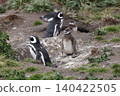 [Argentina] Magellanic penguin family on Penguin Island 140422505