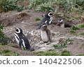 [Argentina] Magellanic penguin family on Penguin Island 140422506