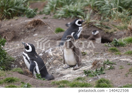 [Argentina] Magellanic penguin family on Penguin Island 140422506