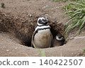 [Argentina] Magellanic penguin family on Penguin Island 140422507