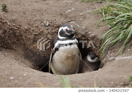 [Argentina] Magellanic penguin family on Penguin Island 140422507