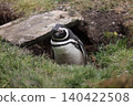 [Argentina] Magellanic penguin family on Penguin Island 140422508