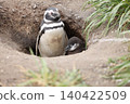 [Argentina] Magellanic penguin family on Penguin Island 140422509