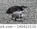 [Argentina] Magellanic penguin family on Penguin Island 140422510