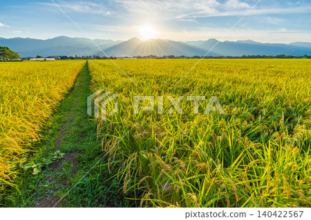 [Autumn Harvest] Rice paddies overflowing with grain, and the sun setting over the Northern Alps [Nagano Prefecture] 140422567