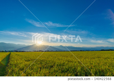 [Autumn Harvest] Rice paddies overflowing with grain, and the sun setting over the Northern Alps [Nagano Prefecture] 140422568