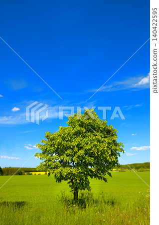 Tree, nature and countryside open field in summer environment for holiday view, vacation or agriculture. Plants, grass and land sunshine outdoor or remote Europe for peaceful, mockup or sustainable Tree, nature and countryside open field in summer environment for holiday view, vacation or agriculture. Plants, grass and land sunshine outdoor or remote Europe for peaceful, mockup or sustainable 140422595