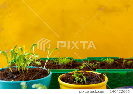 Work in the garden, planting pots close up 140422665