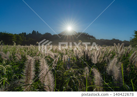 [Diamond Fuji in Autumn] Diamond Fuji and the Shiba grass seen from the Inokashira area of Asagiri Plateau in early autumn [Shizuoka Prefecture] 140422678