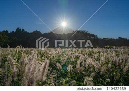 [Diamond Fuji in Autumn] Diamond Fuji and the Shiba grass seen from the Inokashira area of Asagiri Plateau in early autumn [Shizuoka Prefecture] 140422689