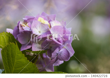 清晨濕潤的繡球花 清晨濕潤的繡球花 140422728