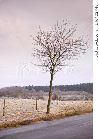 Leafless, tree and road in nature with field, rural and season change in agriculture landscape. Environment and climate for ecology and deforestation, country side and forest for wood in winter Leafless, tree and road in nature with field, rural and season change in agriculture landscape. Environment and climate for ecology and deforestation, country side and forest for wood in winter 140422746