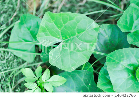 Ivy gourd , Coccinia grandis or CUCURBITACEAE Ivy gourd , Coccinia grandis or CUCURBITACEAE 140422760