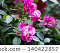 The garden of my childhood home 140422857