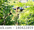 The garden of my childhood home 140422859