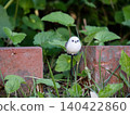 The garden of my childhood home 140422860