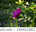 The garden of my childhood home 140422861