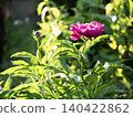 The garden of my childhood home 140422862