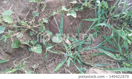young stone growing in the garden 140422870
