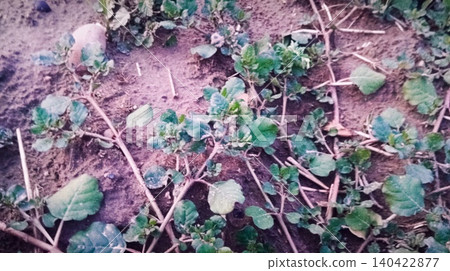 young stone growing in the garden 140422877