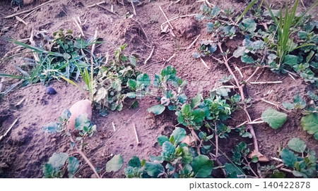 potato plants growing in the garden potato plants growing in the garden 140422878