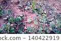 green grass growing in the forest 140422919