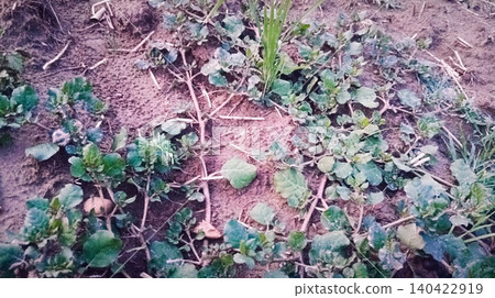 green grass growing in the forest green grass growing in the forest 140422919