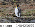 [Argentina] A single king penguin gets lost on Martillo Island 140423055