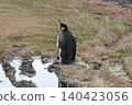 [Argentina] A single king penguin gets lost on Martillo Island 140423056