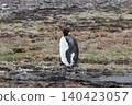 [Argentina] A single king penguin gets lost on Martillo Island 140423057