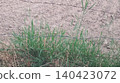 green grass in the sand 140423072