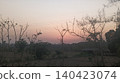 silhouette tree at sunset 140423074