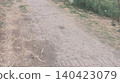 the path in the forest 140423079