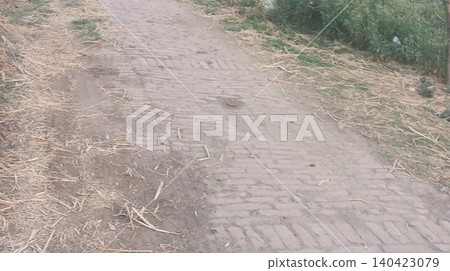 the path in the forest 140423079