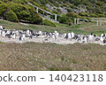 Gentoo penguins on Penguin Island, Argentina 140423118