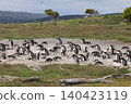 Gentoo penguins on Penguin Island, Argentina 140423119