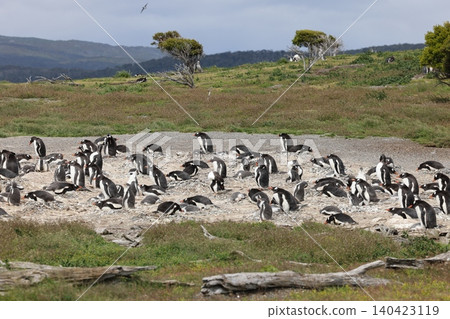 Gentoo penguins on Penguin Island, Argentina 140423119